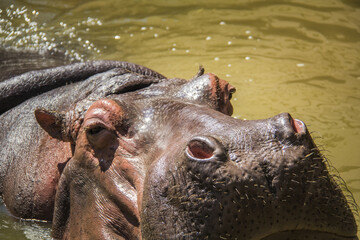 Hipopotamos comiendo y nadando