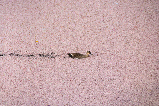 Duck swimming into Meguro River full of cherry blossom petals, Tokyo, Japan