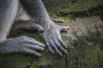 Manos de Chango en Ubud, Bali