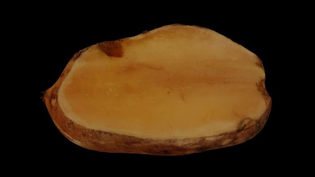 Realistic render of a rolling cut Yacon Root on black background. The video is seamlessly looping, and the 3D object is scanned from a real yacon root.
