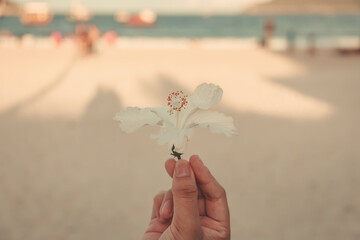 white hibiscus on the beach