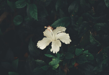 white hibiscus