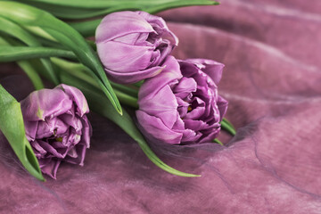 Fototapeta premium Bouquet of purple tulips on a velvet colored background. Festive composition.