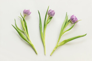 Three pink tulips isolated on white background.