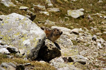 Alpine marmot (marmota marmota latirostris) coming out of the burrow, near the stone in autumn,...