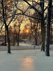 Sunrise through trees