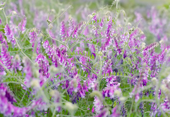 Background with purple flowers.