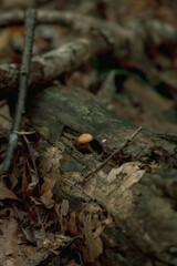 mushrooms on the tree