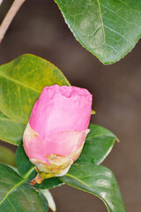 城南宮の花冨貴