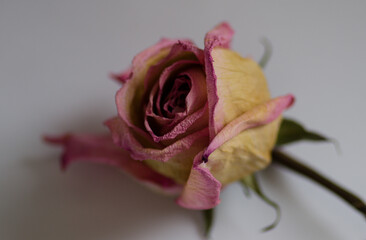 single dry dead pink rose