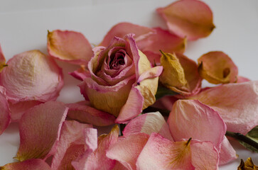 pink dry dead roses