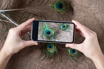 Cropped shot of man holding best smartphone holding photo of peacock feathers. Man makes creative photo on the phone.
