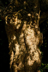 Trunk of an old tree with bark.