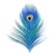 Hand drawn digital peacock's feathers isolated on white background