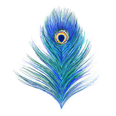 Obraz premium Hand drawn digital peacock's feathers isolated on white background