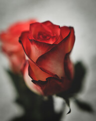 Close up on red and white rose with blurred backgorund and selective focus