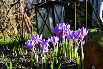 Krokusse, Krokusse vor einer Laterne, Frühlingsboten, hellblau, Natur erwacht wieder