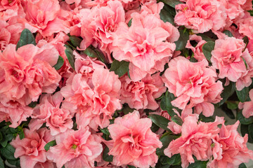 Flowers of pink or coral japanese azalia in spring garden. Close up azalia blossom background texture. - obrazy, fototapety, plakaty