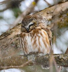 Northern Saw-whet Owl Portrait in Winter