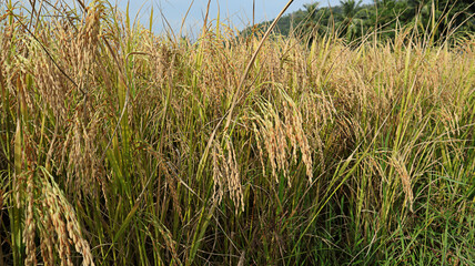 Few well ripened rice spikes are bent to the ground