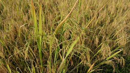 Side view of a paddy plant full with well ripened rice spikes in the paddy field