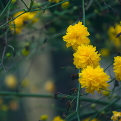 Yellow flowers of Kerria japonica variety pleniflora (double flowers) in a park in Granada (Spain) announcing the beginning of spring