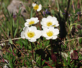 Taiga forest flowers
