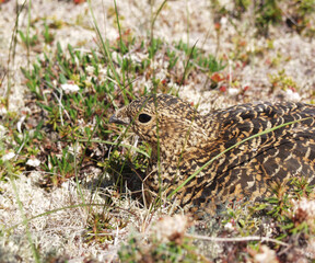 Taiga forest inhabitants bird