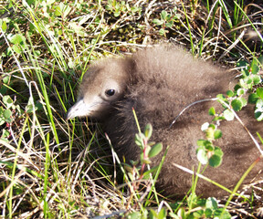Taiga forest dwellers little chick