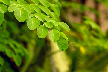 Kelor or Drumstick tree (Moringa oleifera) green leaves selected focus, with common names:...