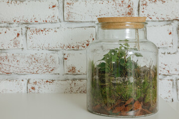 jar with plants. Small plants in a glass bottle. Terrarium jar with plants. self ecosystem. Terrarium Miniature Bot. terrarium bottle. ecological system. gardening. house plants. copy space