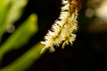 Melaleuca cajuputi flower, in shallow focus with blurred background, commonly known as cajuput. Cajuput oil is a volatile oil obtained by distillation from the leaves of cajuput trees