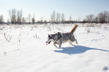 Husky dog running in the snow