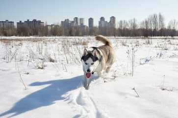 Husky dog running in the snow