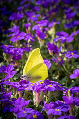 farfallla 01 - farfalla gialla su fiori viola chiaro