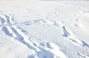 Fototapeta na wymiar Winter snow in park. Snowy white texture