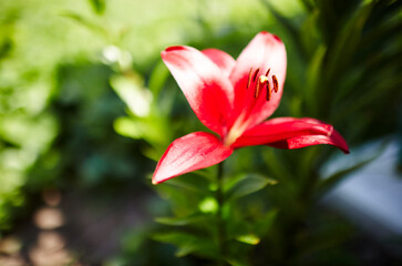 Beautiful spring or summer blooming Lily plant. Selective focus with shallow depth of field