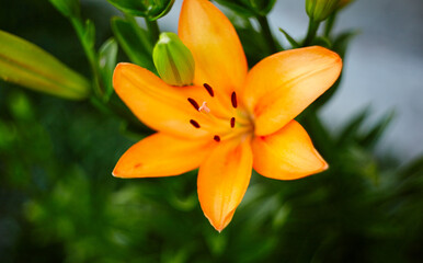 Fototapeta na wymiar Beautiful spring or summer blooming Lily plant. Selective focus with shallow depth of field