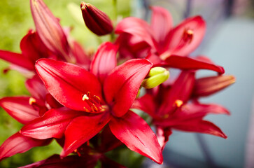Beautiful spring or summer blooming Lily plant. Selective focus with shallow depth of field