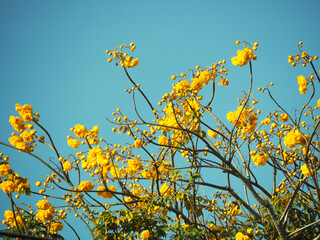 Fai Kham has many yellow flowers and was taken in Thailand.