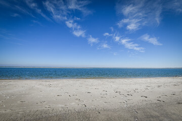 Trunk trees on a beach