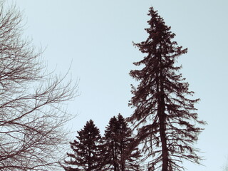 Pine tree against the sky 