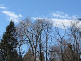 trees and sky