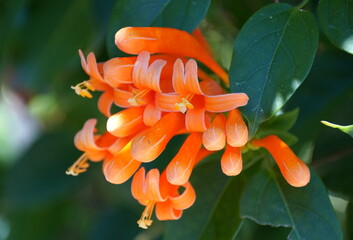 Close up of the beautiful orange color of Flame vine flower