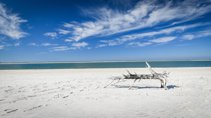 Trunk trees on a beach