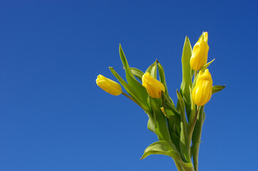 Mother's Day. Beautiful yellow tulips on a blue sky background. Spring flower background with yellow tulips, mockup template with copy space, backdrop for seasonal greeting card celebration. 