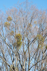 Mistletoe in a park of Kawasaki
