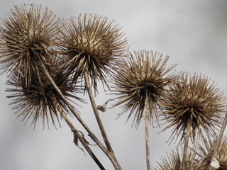 Thistle Plant in winter 