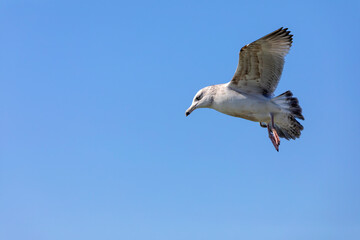The American herring gull (Larus smithsonianus). Juvenile bird in flight.