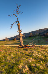 tree on the hill
